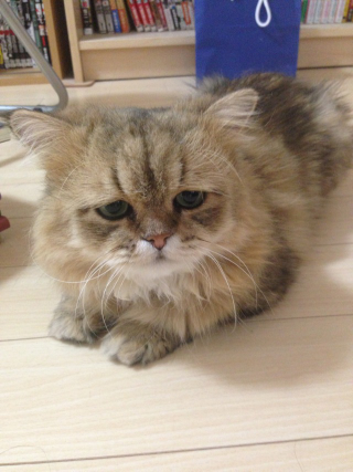 Illustration for article titled Grumpy Cat, Meet Disappointed Cat